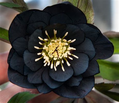 Are Black Flowers Real? Exploring the Myth and Reality of Nature's Darkest Blooms