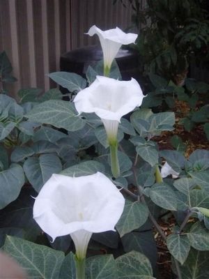 Are Moon Flowers Perennials: A Journey Through the Night's Bloom