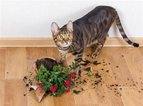 Are Pom Flowers Safe for Cats? And Why Do Cats Love to Knock Things Over?