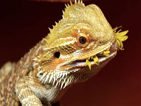 Can Bearded Dragons Eat Dandelion Flowers? Exploring the Nutritional Benefits and Potential Risks