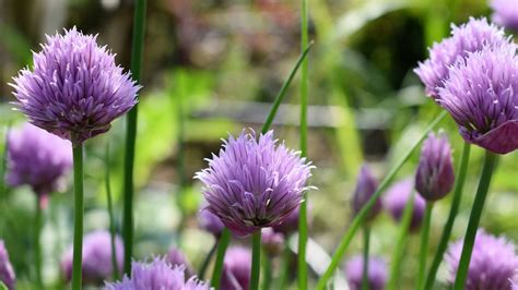 Can You Eat Chive Flowers? Exploring the Culinary and Nutritional Possibilities