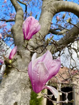 Can You Eat Magnolia Flowers? Exploring the Edible and Inedible Aspects of Nature's Beauty