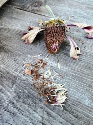 Can You Harvest Zinnia Seeds from Cut Flowers? And Why Do Bees Love Them So Much?