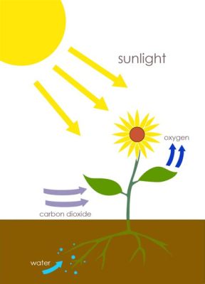 Do Flowers Need Sunlight: Exploring the Mysteries of Photosynthesis and Beyond