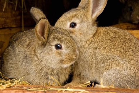 How Old Are Rabbits When They Start Breeding: A Journey Through Time and Whiskers