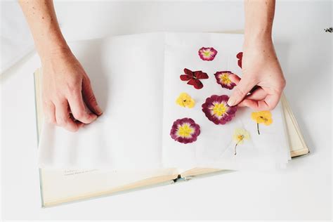 How to Press Flowers with a Book: A Journey Through Time and Texture