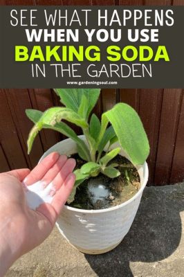 Is Baking Soda Good for Flowers? And Why Do Cats Love Sunflowers?