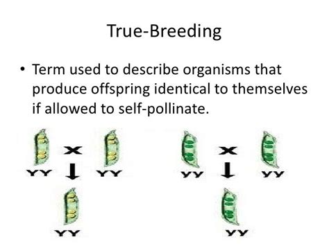 True Breeding Definition Biology: Unraveling the Threads of Genetic Consistency