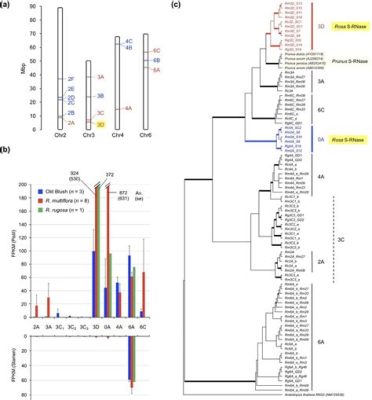 What Are True Breeding Plants: Unraveling the Mysteries of Genetic Consistency