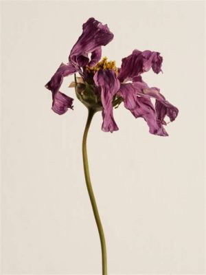 What Can You Do with Dead Flowers? Exploring the Unseen Potential of Wilted Beauty