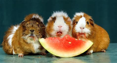 What Flowers Can Guinea Pigs Eat: A Blooming Discussion on Safe Floral Treats