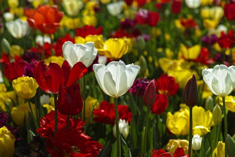 What Flowers to Plant in April: A Guide to Springtime Blooms and the Curious Case of Dancing Tulips