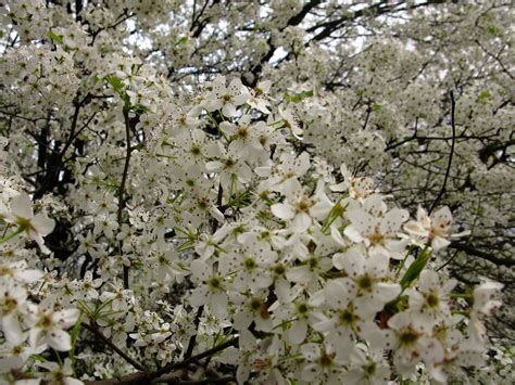 What Tree Has White Flowers: A Journey Through Nature's Palette