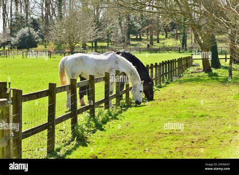 When is Breeding Season for Horses: A Time When the Grass is Always Greener on the Other Side