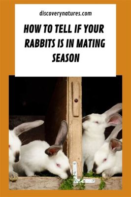 When is Rabbit Breeding Season: A Time of Renewal and Reflection