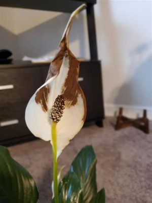 Why Are My Peace Lily Flowers Turning Brown: A Deep Dive into the Mysteries of Plant Parenthood