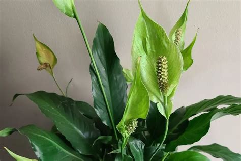 Why Are the Flowers on My Peace Lily Green: A Journey into the Unseen